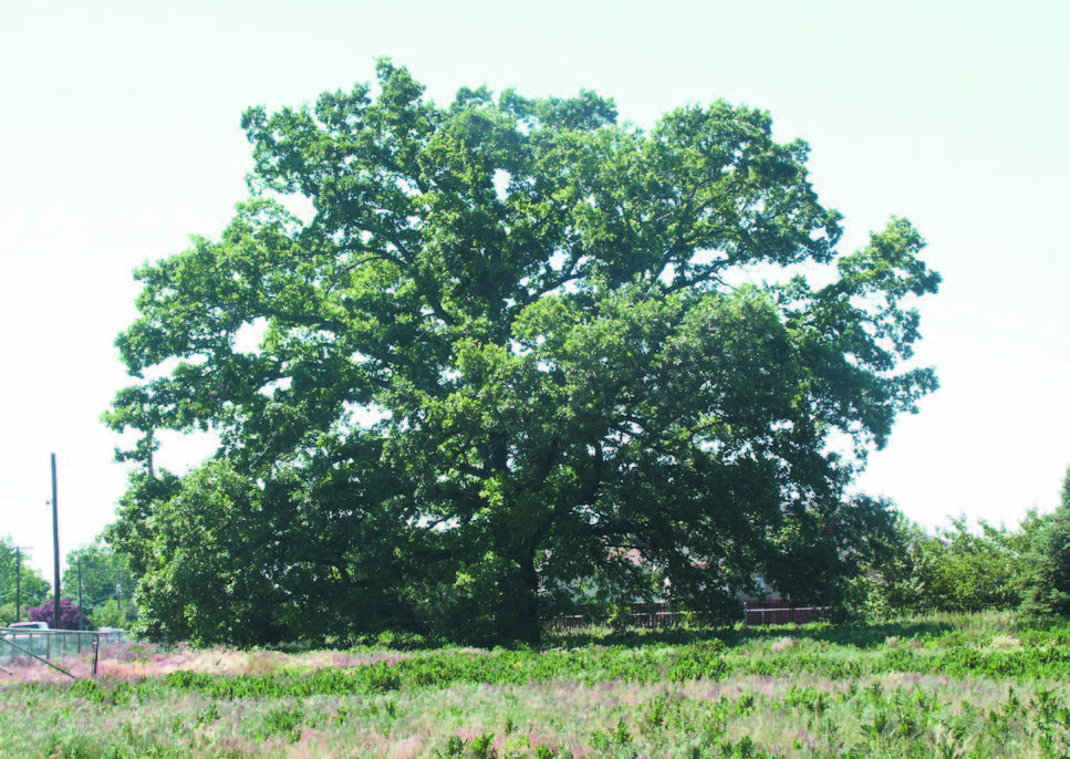 Bur Oak