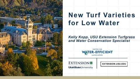 New Turf Varieties for Low Water