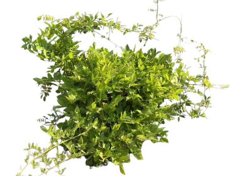Foliage of green leafs of wisteria.