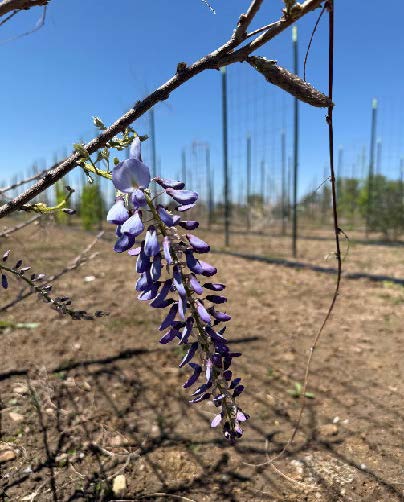 Emerging bluish-purple wisteria flower buds on a vine