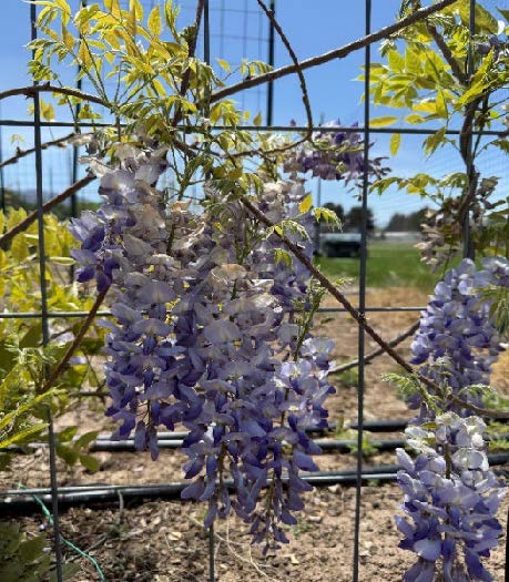 Japanese wisteria in full bloom with long drooping flower clusters