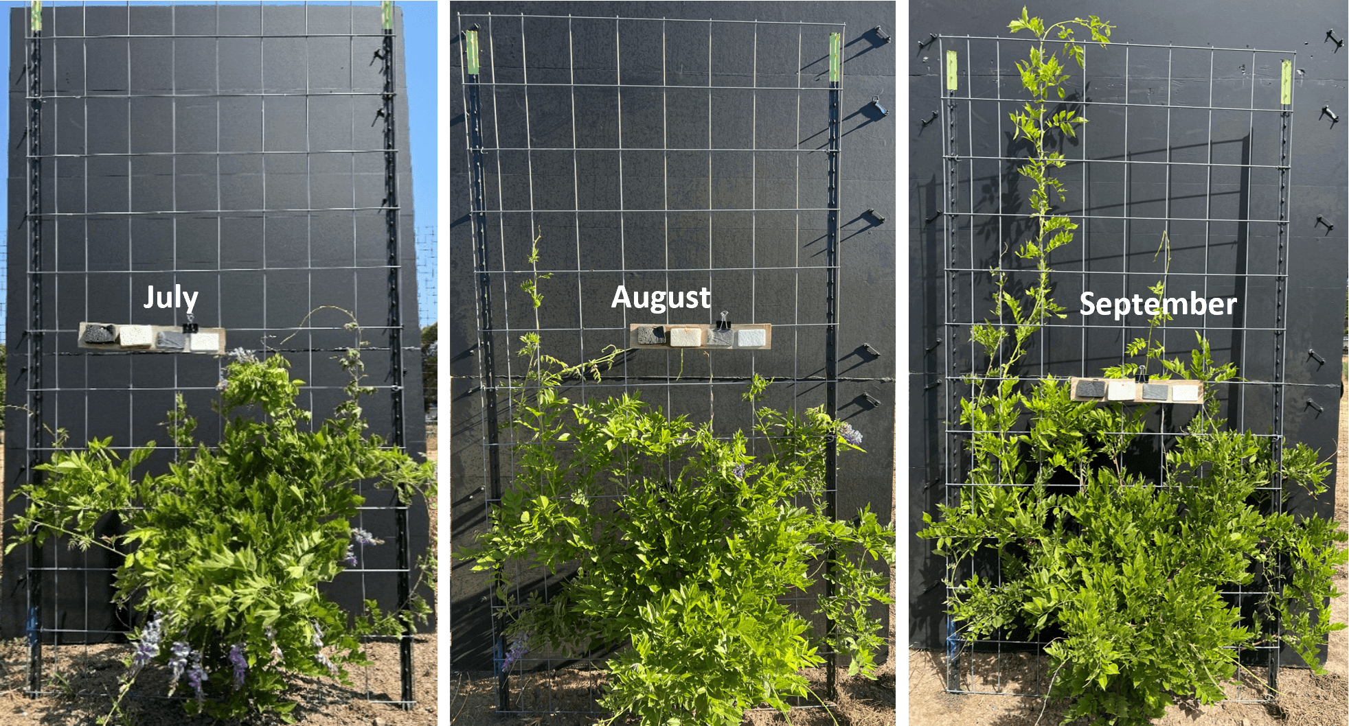Three side-by-side photos show the growth of the same Japanese wisteria vine on a trellis at Utah State University's Greenville Research Farm from July through September 2024. The vine starts with minimal climbing growth in July, extends several shoots in August, and by September has climbed near the top of the trellis with substantially denser foliage, illustrating rapid seasonal growth.