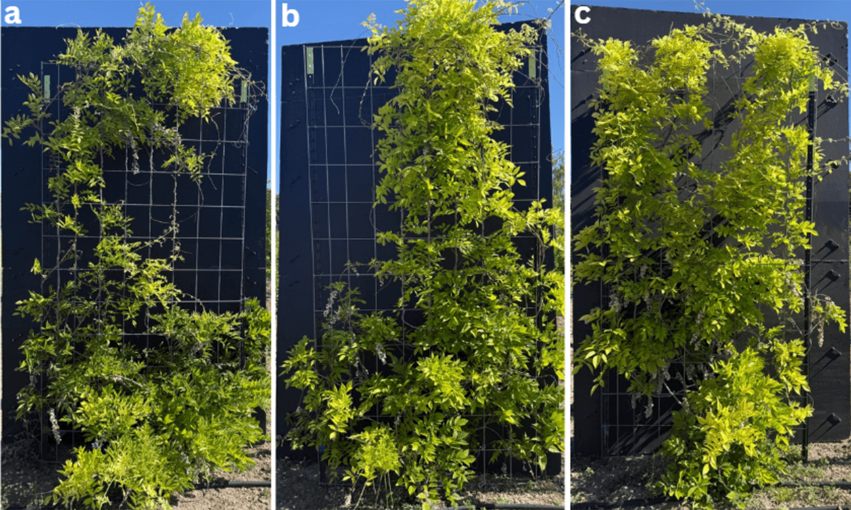 Three side-by-side photographs compare the two-season growth of Japanese wisteria under different irrigation treatments: (a) low, (b) medium, and (c) high irrigation. The vine shows the least canopy development under low irrigation, greater vertical growth under medium irrigation, and the fullest, densest canopy covering most of the trellis under high irrigation.