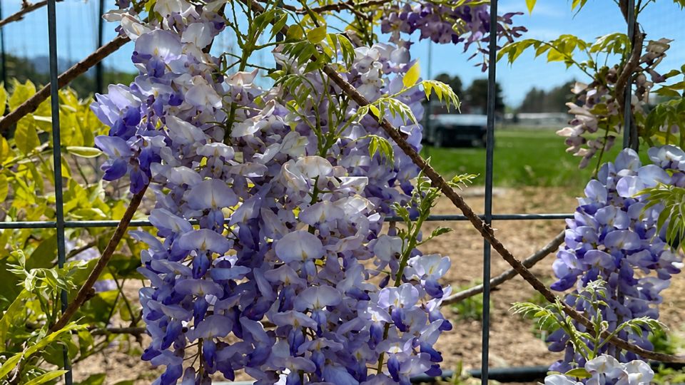 Vines in the Landscape: Japanese Wisteria