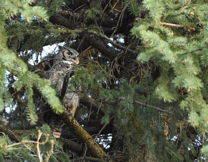 owl in a tree