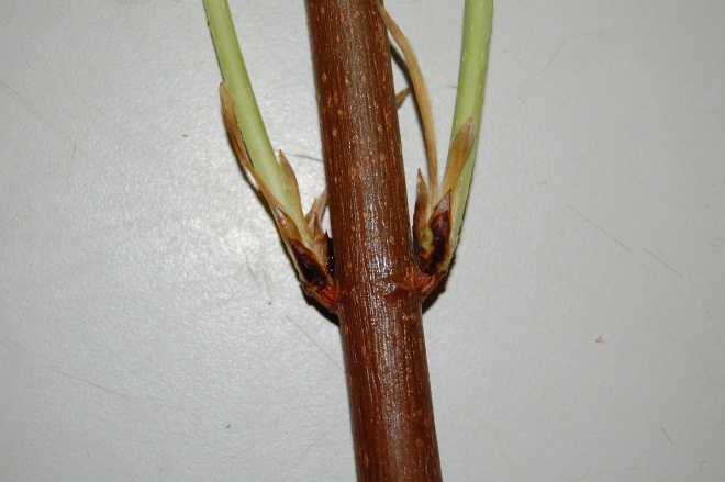 Etiolated base of bigtooth maple shoots grown in bags