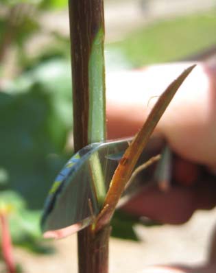  Chip budding of bigtooth maple          showing cut on rootstock and tying in of bud. 
