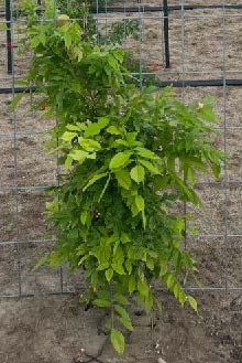 Green leafy plants climbing up a fence.