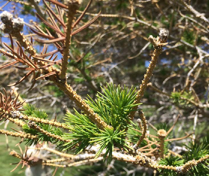 conifer needle drop