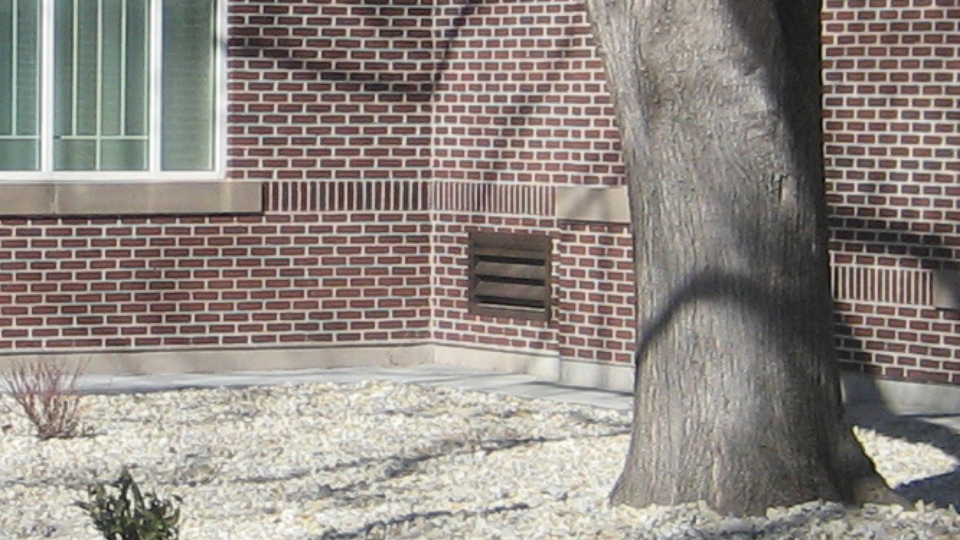 Transitioning Trees from Traditional to Low-Water Landscapes