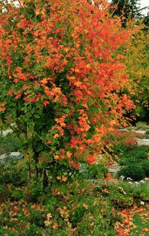Bigtooth Maple (Acer grandidentatum)