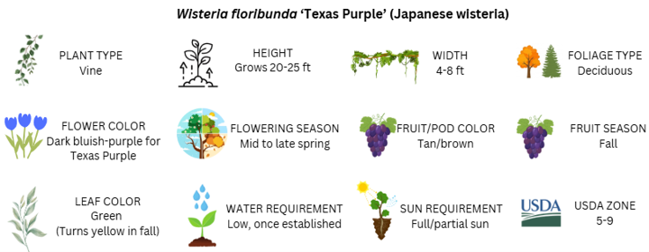 Infographic summarizing characteristics of Wisteria floribunda 'Texas Purple' (Japanese wisteria). It is a deciduous vine that grows 20–25 feet tall and 4–8 feet wide, produces dark bluish-purple flowers in mid- to late spring, has green leaves that turn yellow in fall, tan-brown seed pods that mature in fall, requires low water once established, grows in full to partial sun, and is hardy in USDA Zones 5–9.