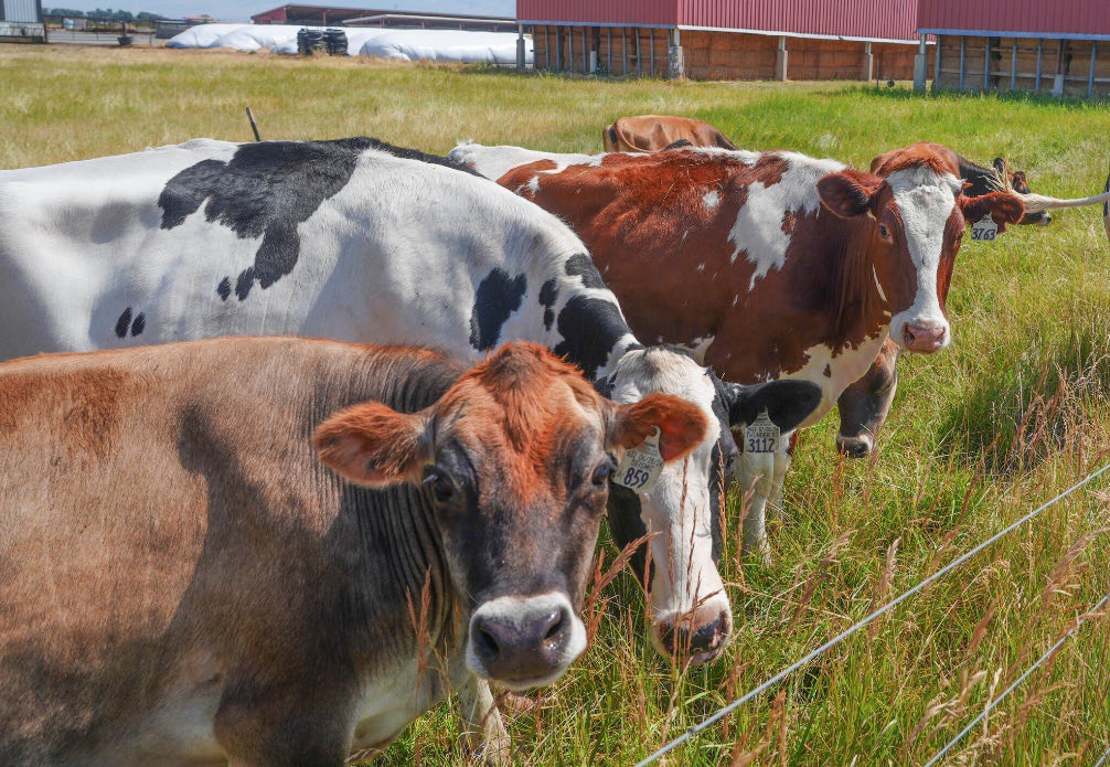 Multiple cows in a fenced feild.