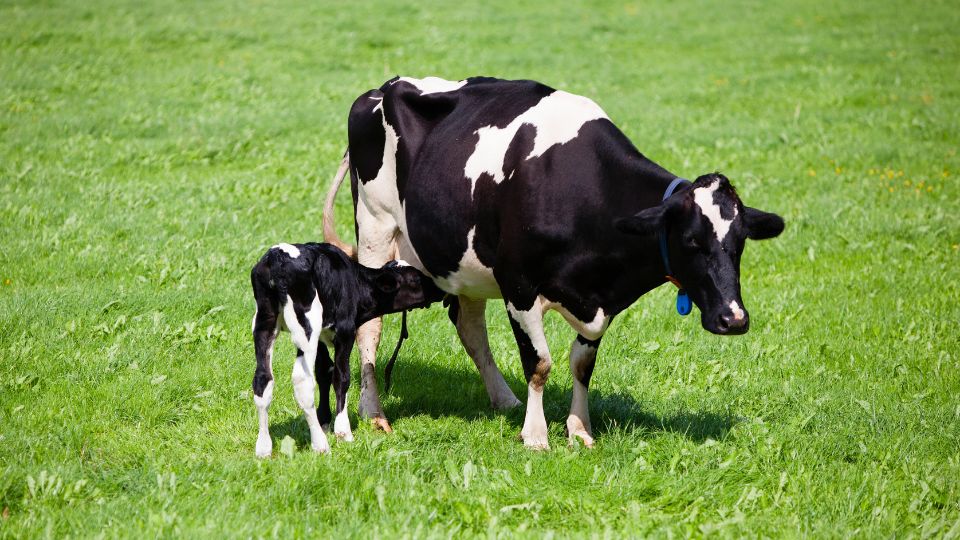 Dairy cow feeding her calf