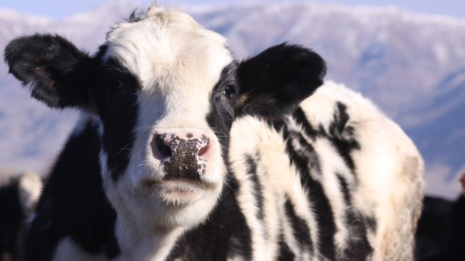 A cow with a background of mountains