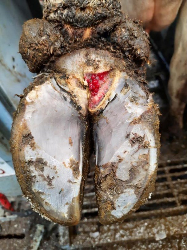 A dirt cow hoof with dermatitis