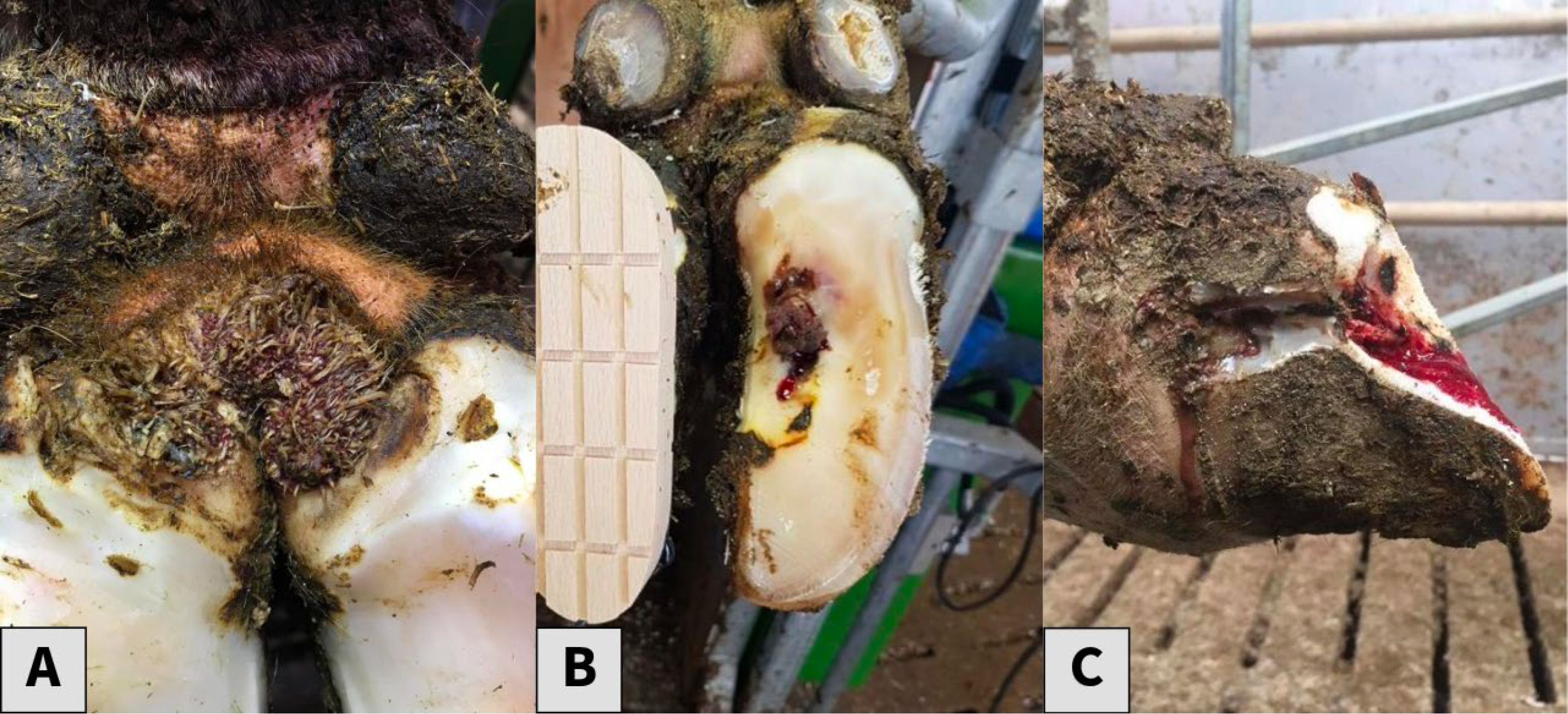 Three photographs showing common hoof lesions in dairy cattle: (A) active digital dermatitis with a raw, red, ulcerated lesion between the heel bulbs; (B) a sole ulcer on the bottom of the hoof with a wooden hoof block attached to the unaffected claw to relieve pressure; and (C) white line disease showing a crack and separation along the white line with exposed, blood-tinged tissue.