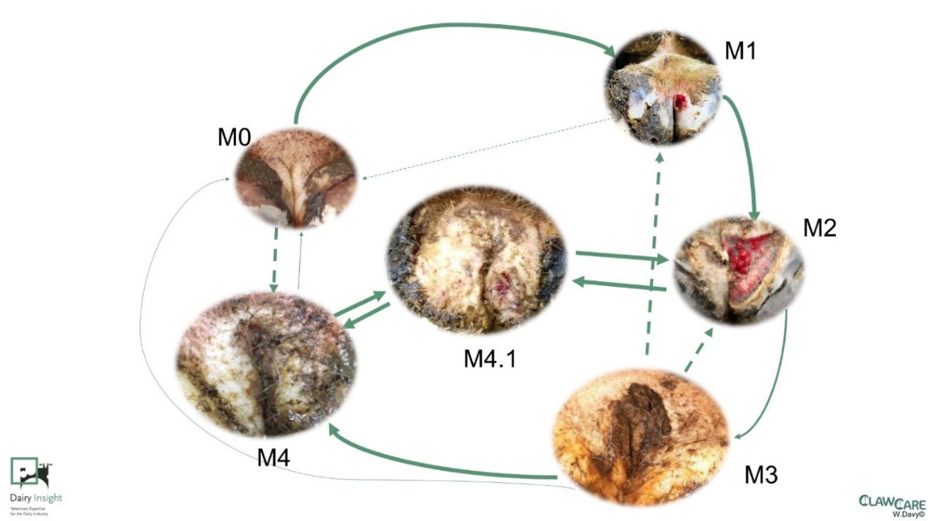 Flow diagram showing the progression of digital dermatitis lesion stages in cattle hooves. Photographs illustrate stages M0 (healthy), M1 (early lesion), M2 (active ulcerative lesion), M3 (healing), M4 (chronic lesion), and M4.1 (chronic lesion with active recurrence), with arrows indicating transitions between stages.