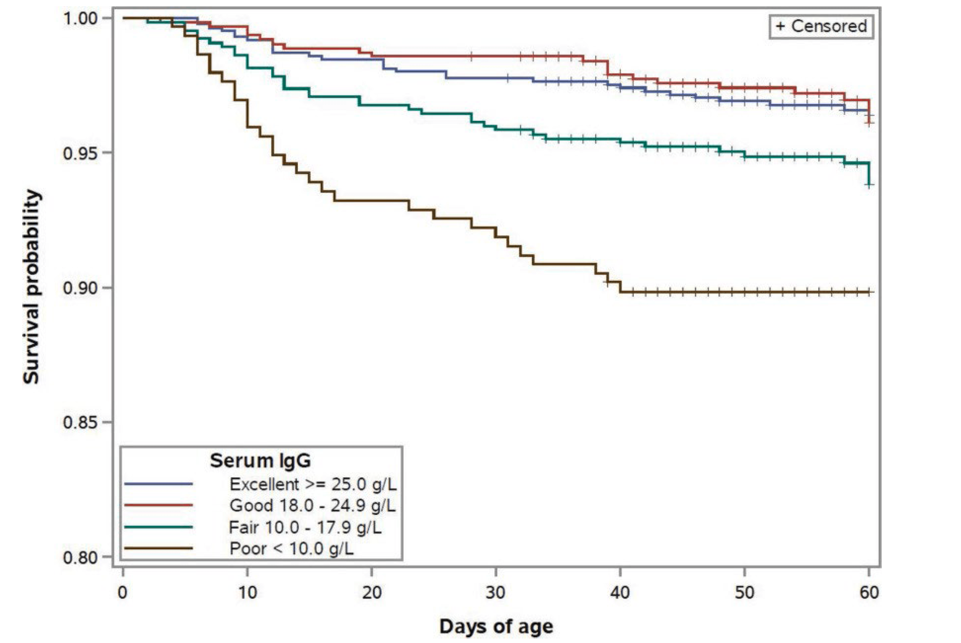 Figure 2. Line graph showing survival probability of pre-weaned dairy calves from birth to 60 days of age based on serum IgG concentration. Calves with excellent, good, and fair passive transfer maintain high survival rates throughout the study, while calves with poor passive transfer experience the greatest decline in survival. The graph illustrates that higher serum IgG concentrations are associated with improved calf survival during the first 60 days of life.