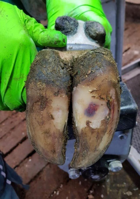 A cows foot with hemorrhaging on it.