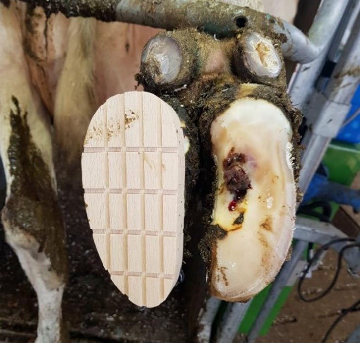 A hoof block on one side of a cows foot and sole ulcer on the other.