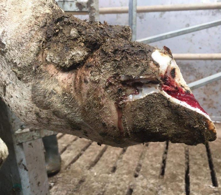 White line disease on a cows foot.