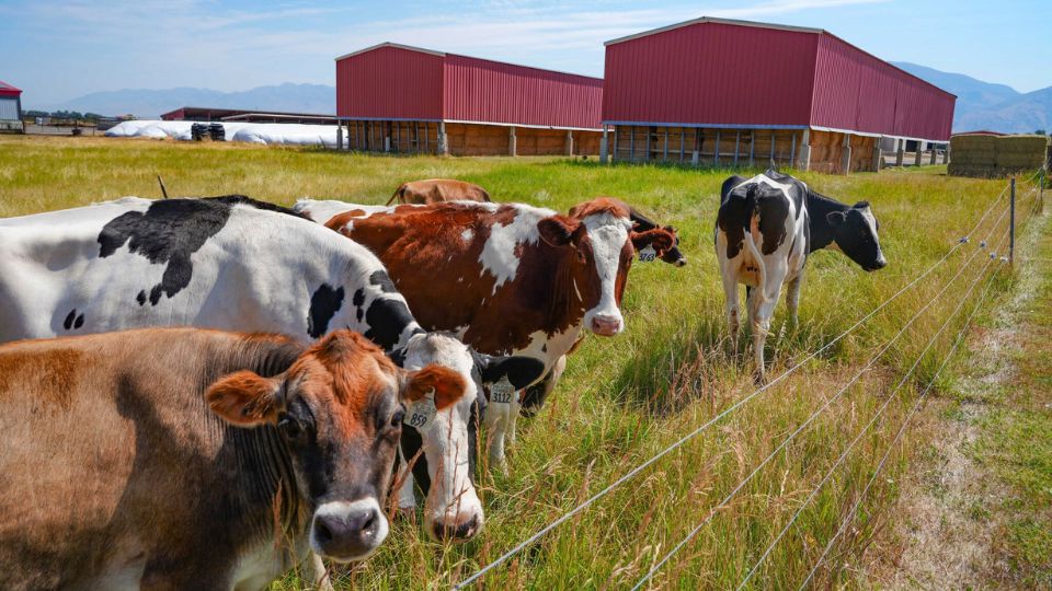 Cows in a fence feild.