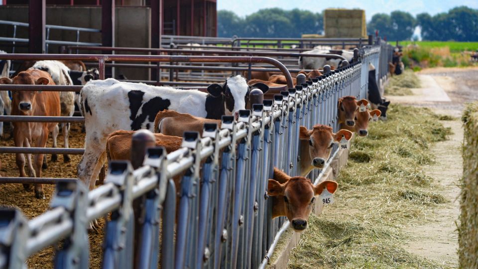 Calves in feeding stalls.