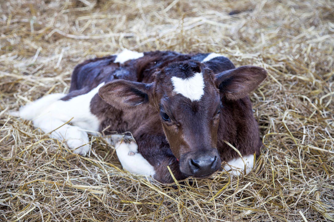 A calf laying in hay.