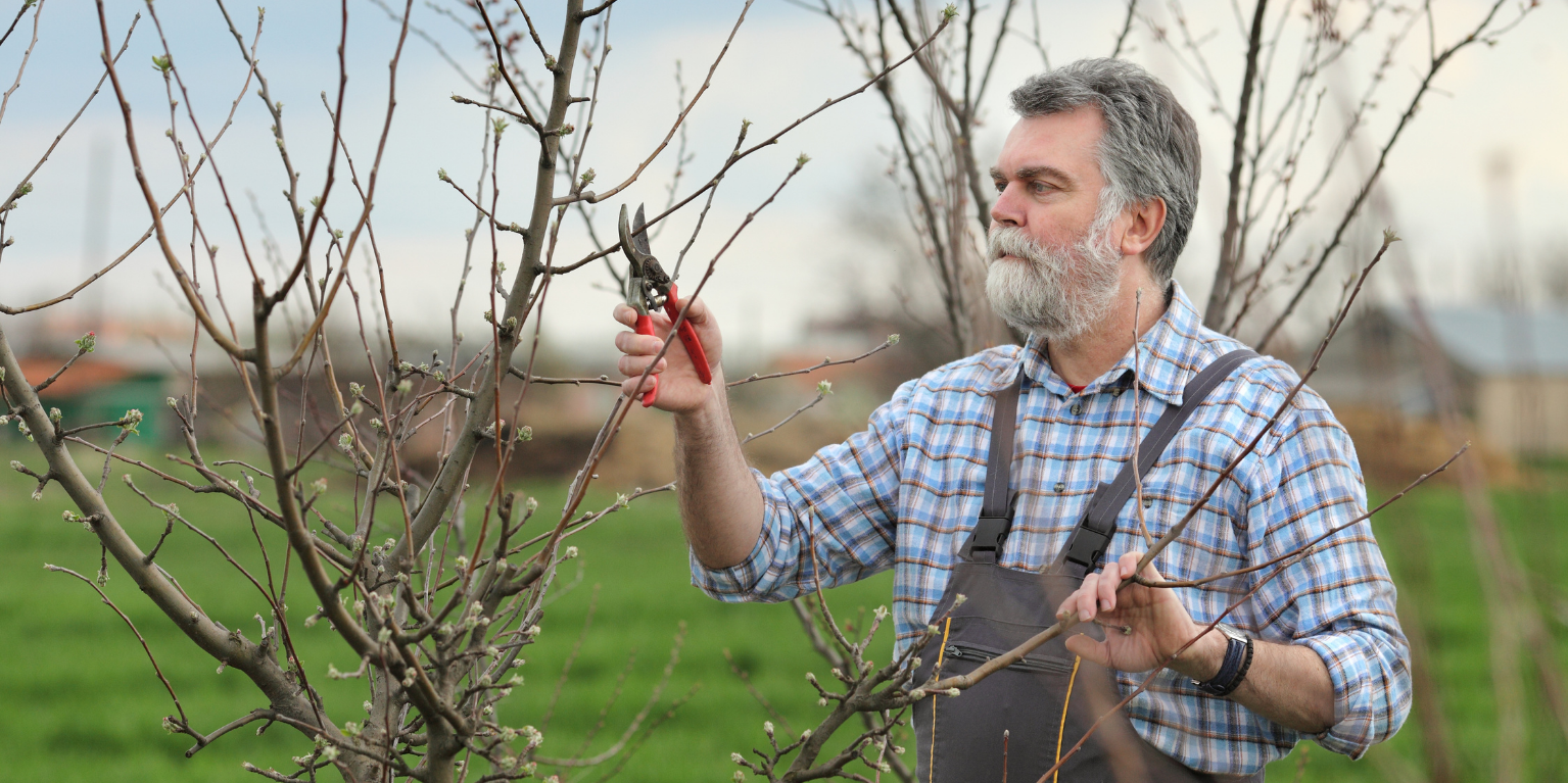 Image of a man in his late 50s pruning young trees in an orchard