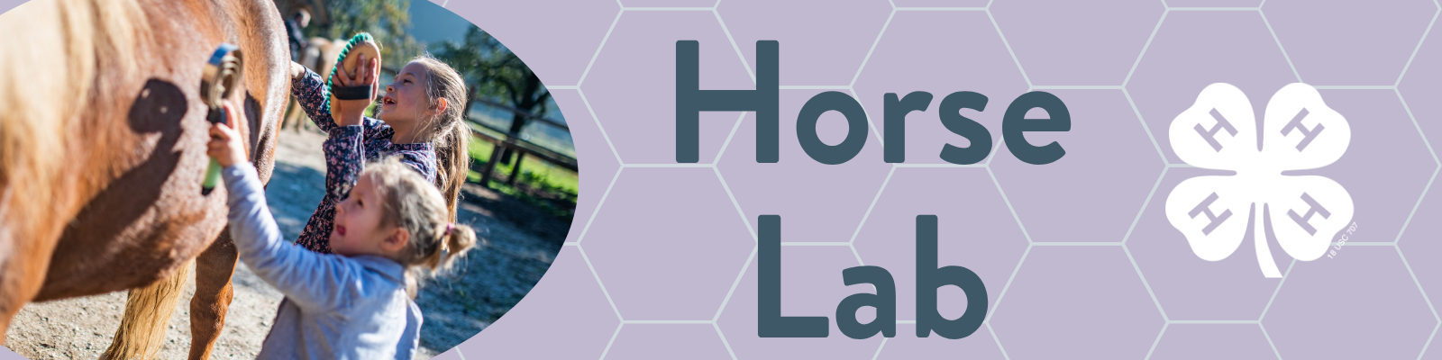 Horse Lab