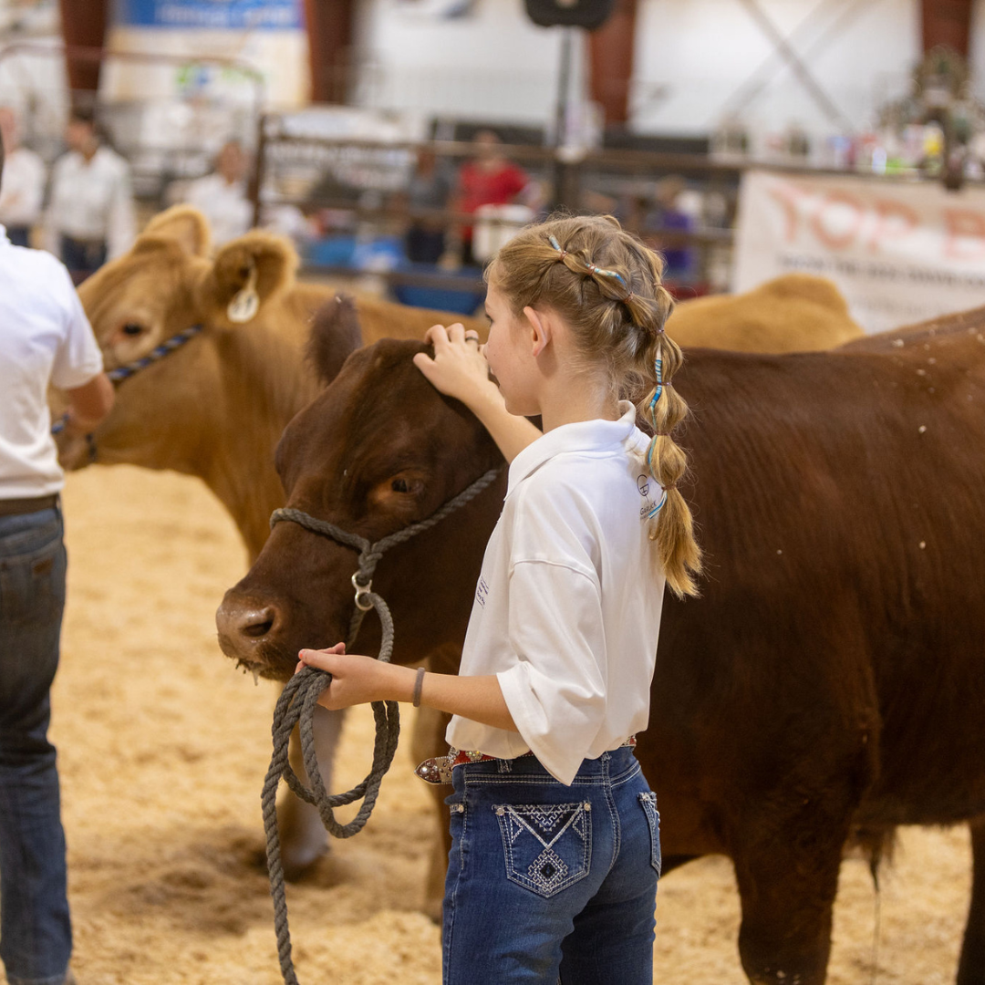 A young girl with braided hair stands in an indoor livestock arena holding and gently petting a brown cow during a livestock show. Other cattle and participants are visible in the softly blurred background.