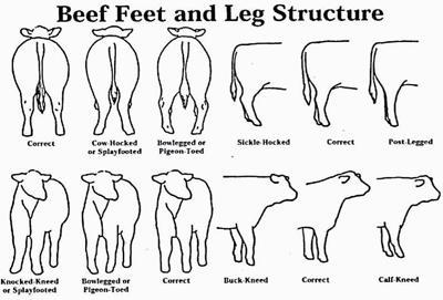 Beef Feet and Leg Structure