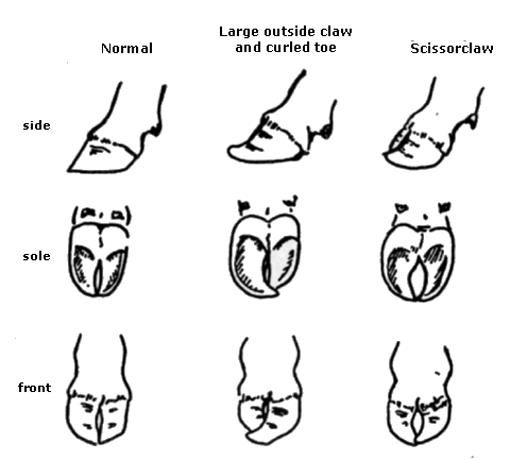 Toe Conformation of Cattle