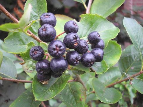 Chokeberry Fruit on Bush