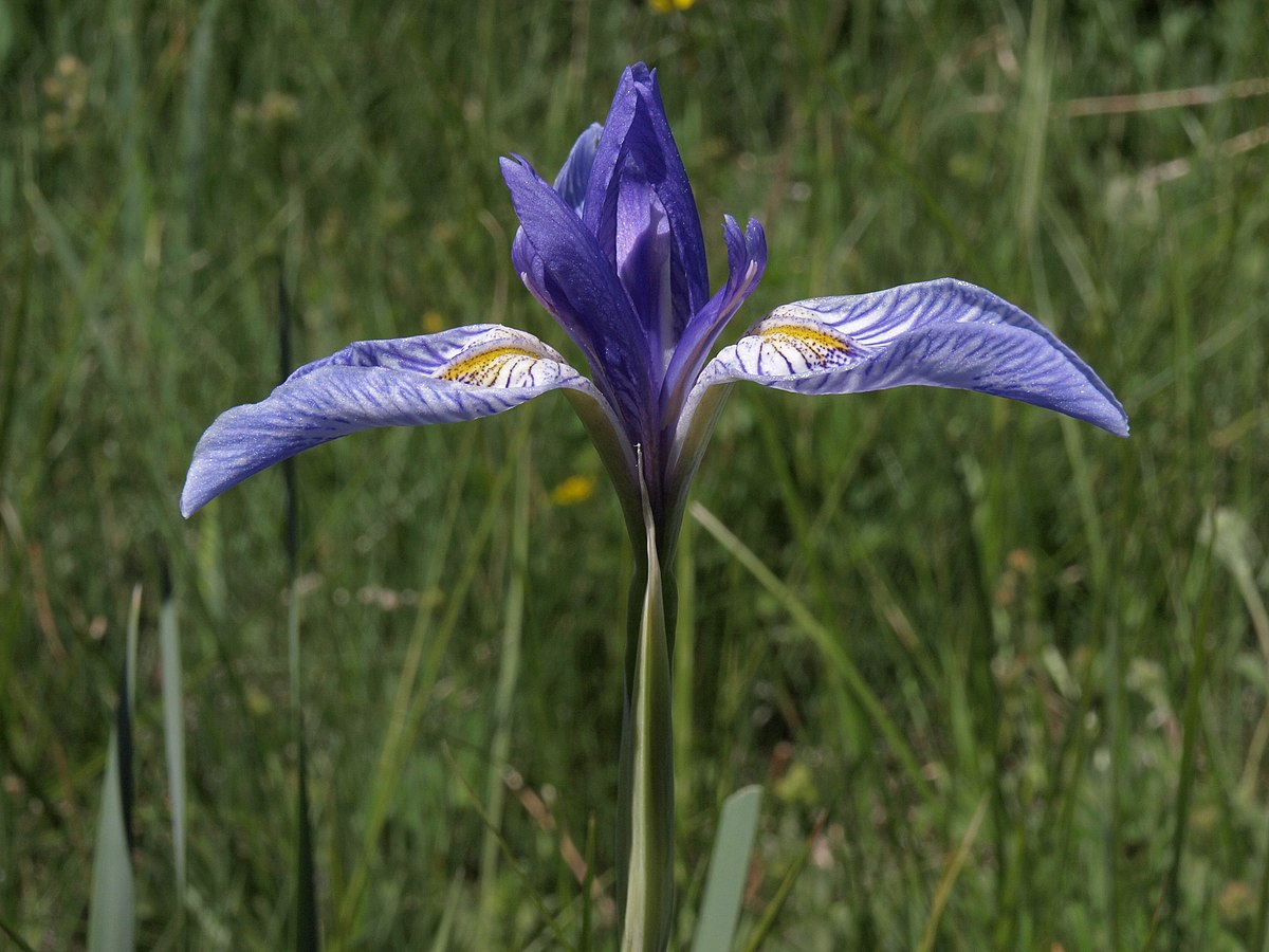 Rocky mountain iris