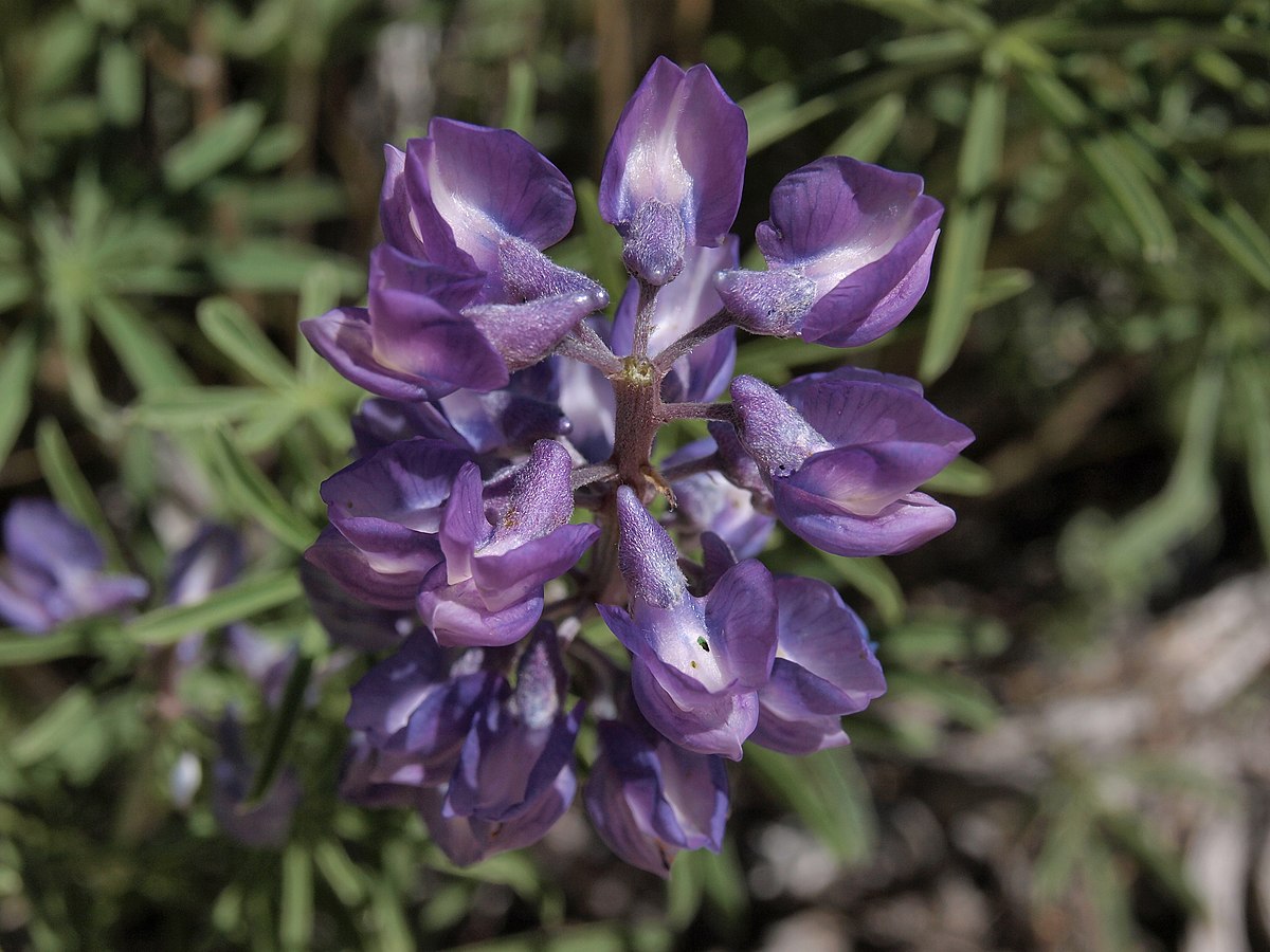 Tailcup lupine