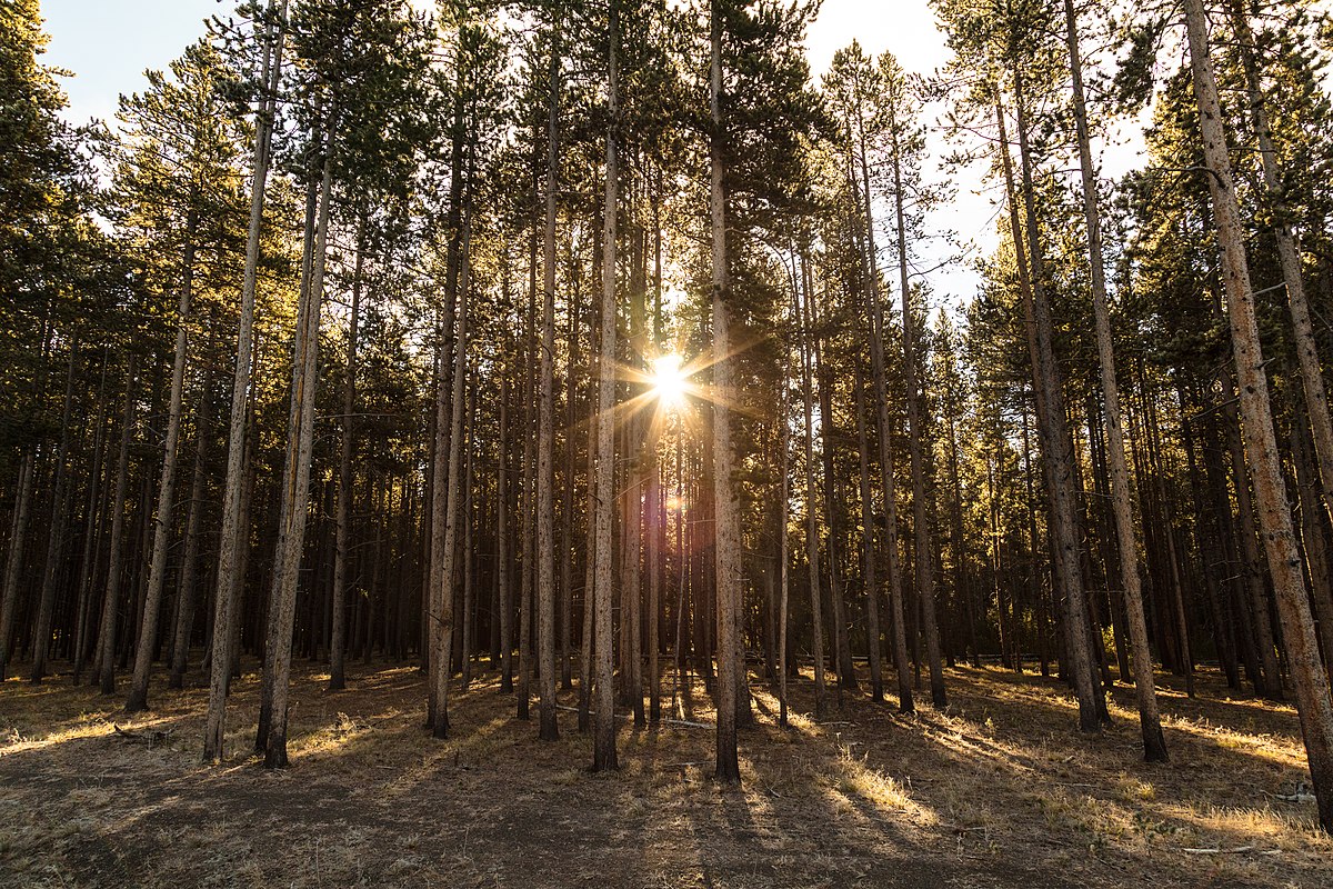 Rocky Mountain lodgepole pine