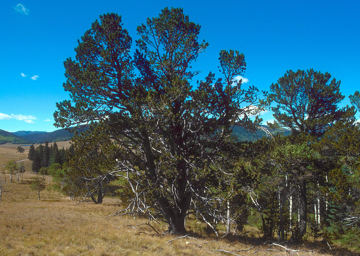 Limber pine