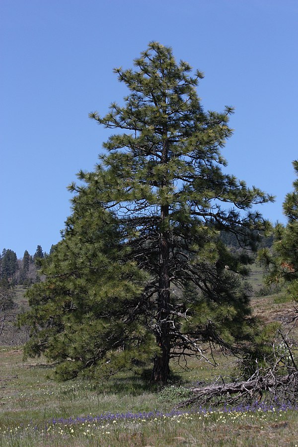 Pondersona pine