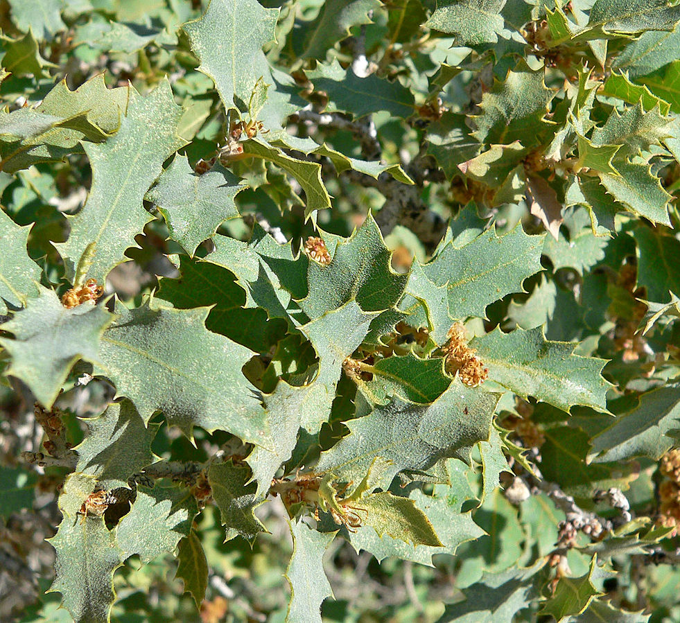 Sonoran scrub oak