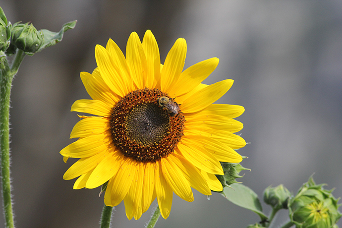 Flowers and Pollinators