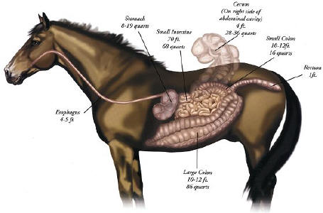 Horse digestive tract