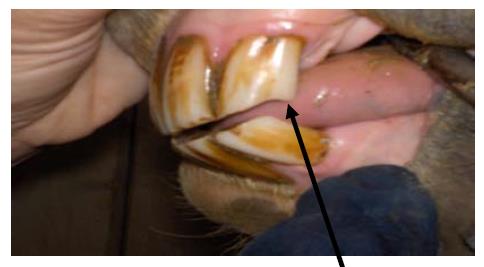 This mare has hook at 11 years old due to a lack of opposing surface at the back edge of the top molar.