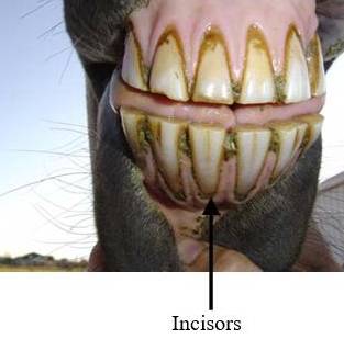 Aging Horses Teeth 2 