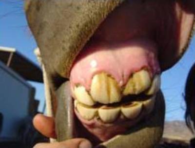 A horse at 2 ½ years old. Top central incisors are permanent but not in wear but bottom centrals are still deciduous.
