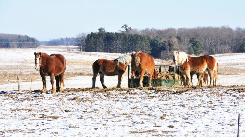 Caring for Horses in Cold Weather