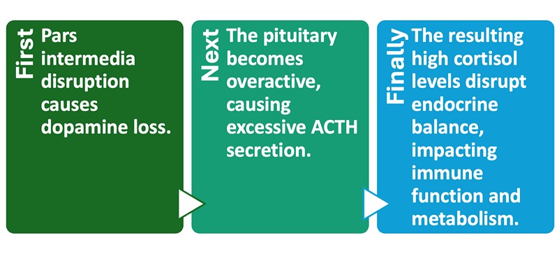 Flowchart of the PPID disease process
