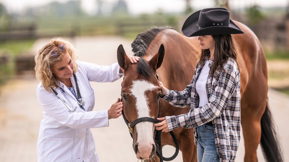 Equine Pituitary Pars Intermedia Dysfunction (Equine Cushing’s Syndrome)