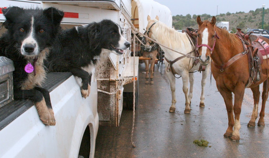 dogs in truck bed next to horses